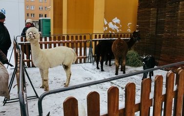 Namysłowskie Betlejem - Program NOK + stoiska - 17.12.2022 r. 24
