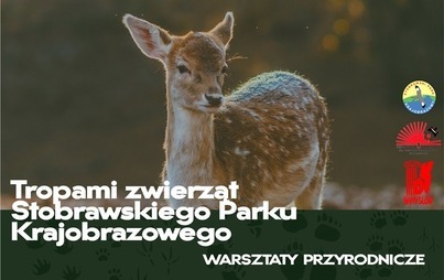 Zdjęcie do Tropami zwierząt Stobrawskiego Parku Krajobrazowego
